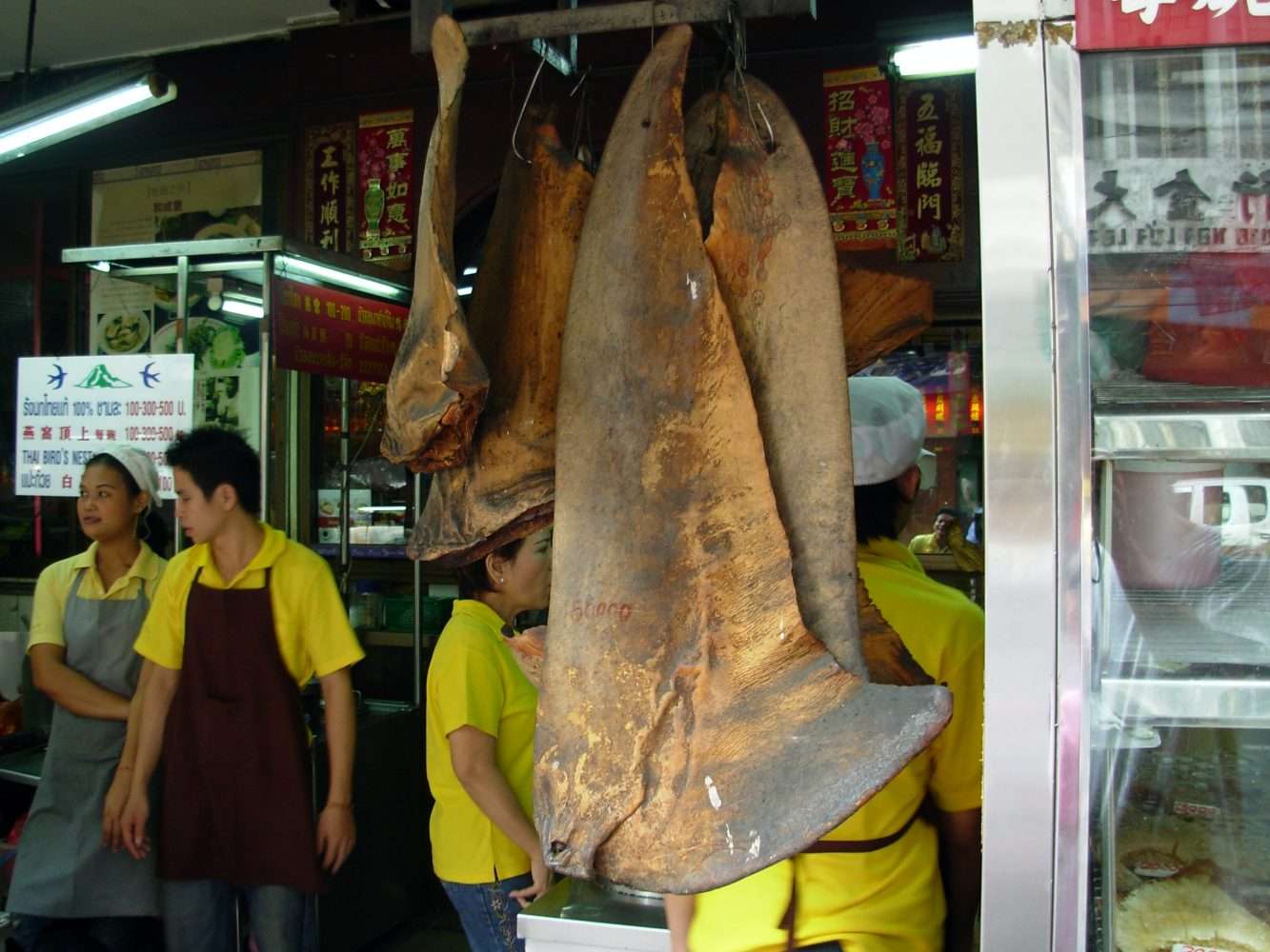 Shark fins Thailand