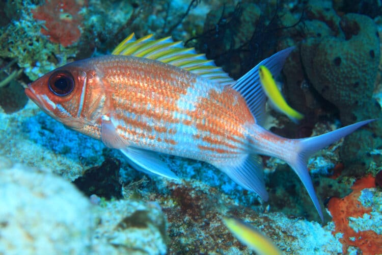 squirrelfish,(holocentrus,adscensionis),in,the,tropical,coral,reef,of,the