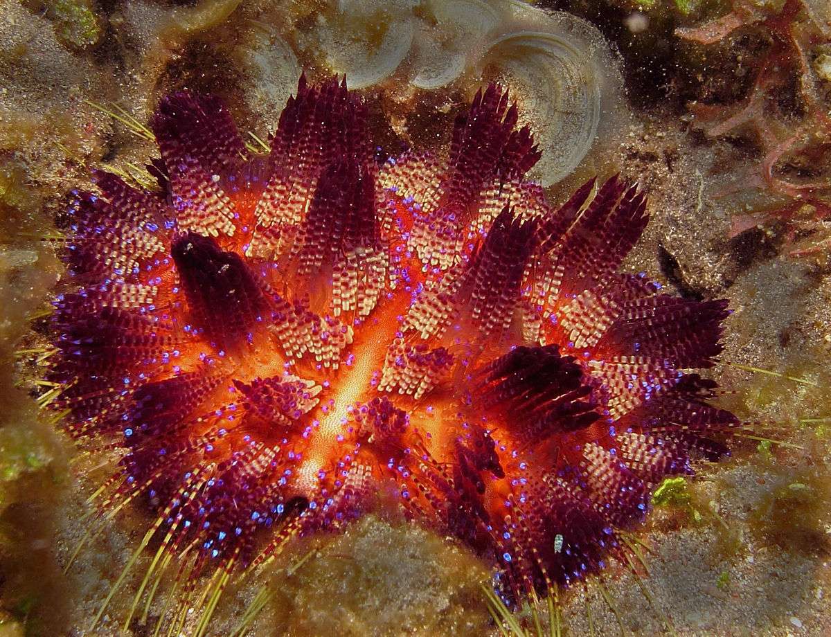 1200px fire urchin asthenosoma varium