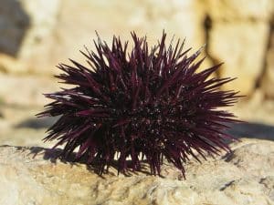 Sea urchin (Paracentrotus lividus) profile