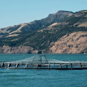 Immagine di acquacultura sostenibile nel mare