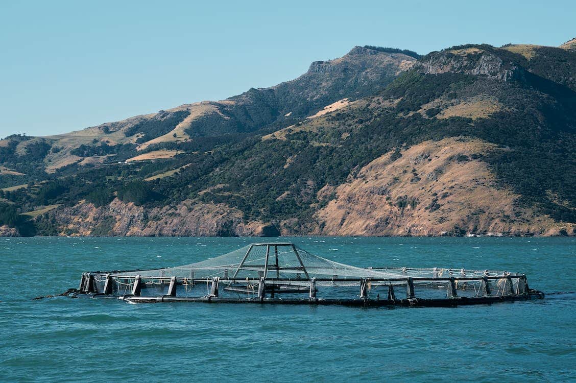 Immagine di acquacultura sostenibile nel mare