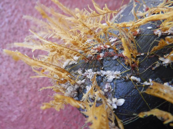 Barnacles on plastic in the ocean