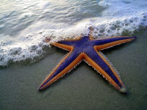 Foto di una persona che cammina lungo la spiaggia