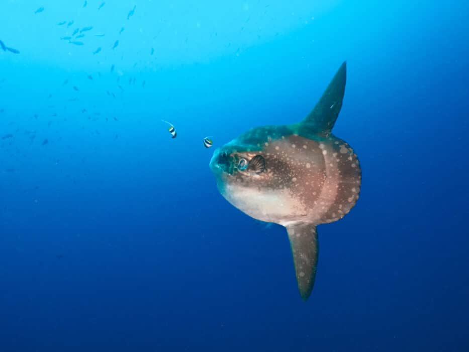 hoodwinker,sunfish,in,a,blue,water,(nusa,lembongan,,bali,,indonesia)