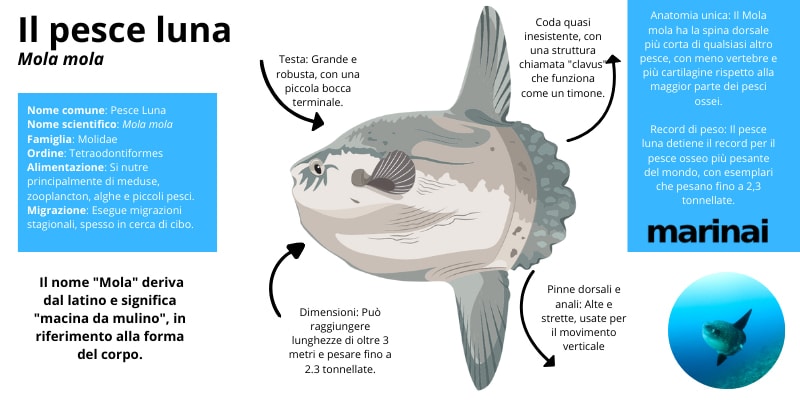 pesce luna