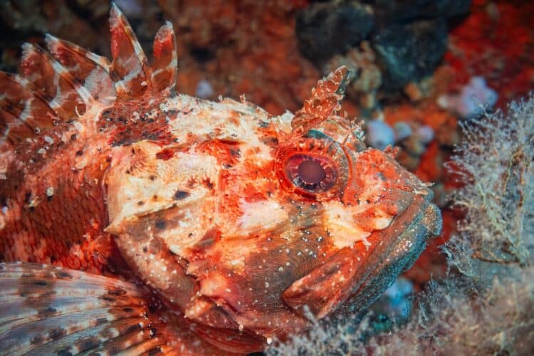 red,scorpionfish,(scorpaena,scrofa),,adriatic,sea,,mediterranean,sea,,croatia