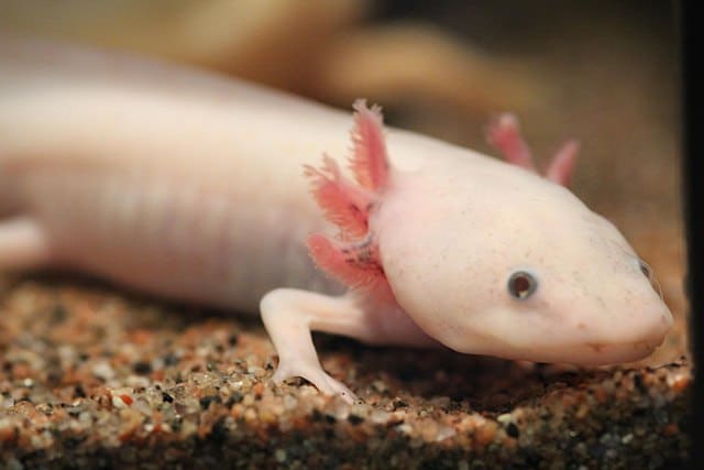 640px ambystoma mexicanum 6337857516