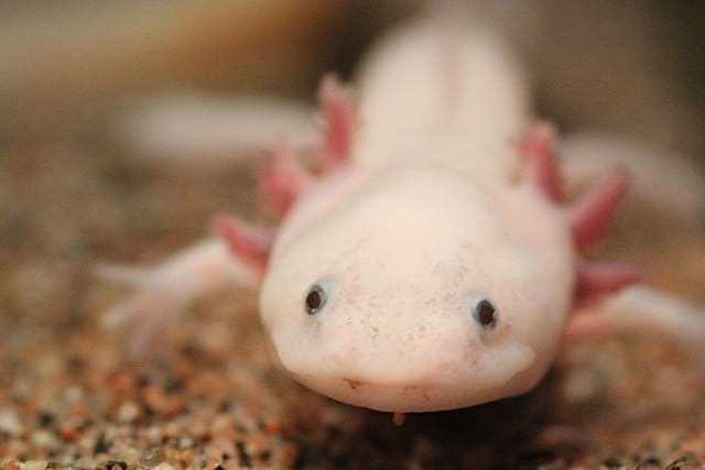 640px ambystoma mexicanum 6337858006