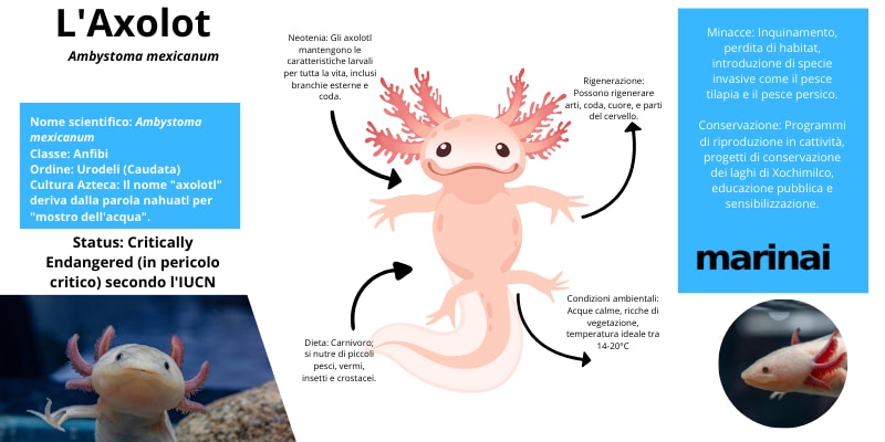 axolotl