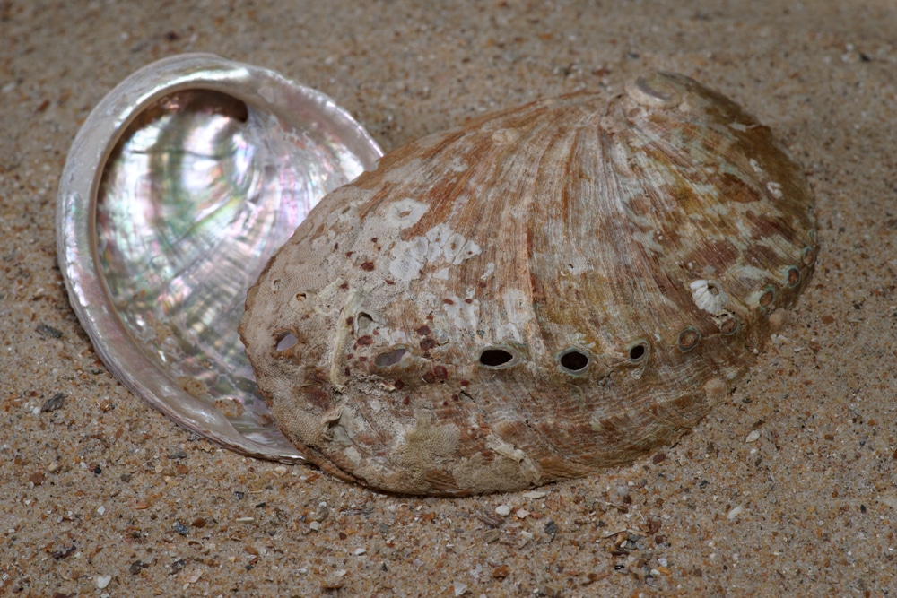 green,ormer,shells,(haliotis,tuberculata,,family,haliotidae)