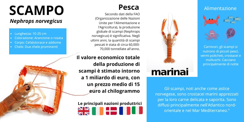 nephrops norvegicus infografia