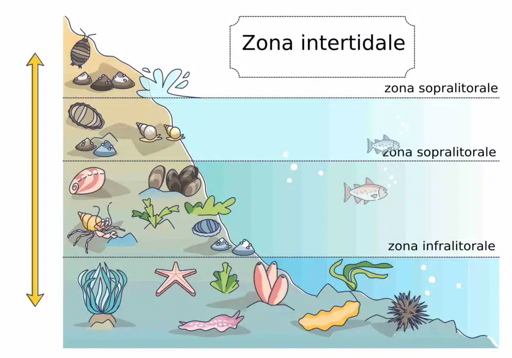 zona intertidale