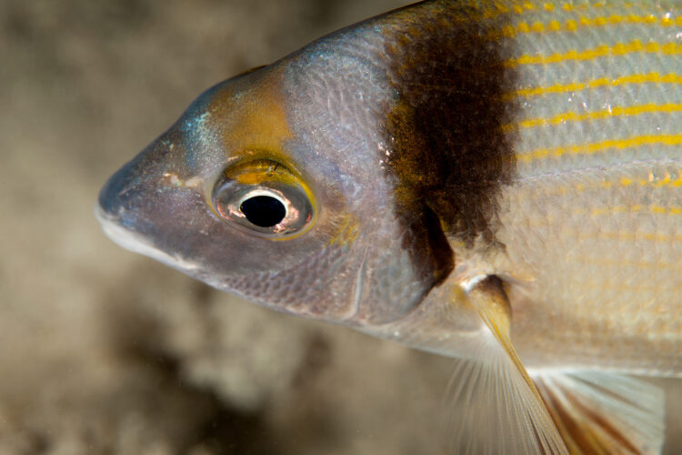 diplodus,vulgaris,,the,common,two,banded,seabream