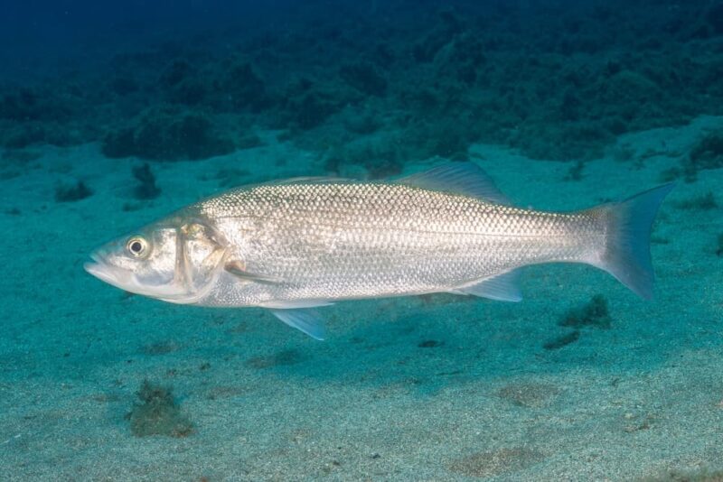 Un'immagine subacquea di un singolo pesce che nuota. Il pesce ha un corpo affusolato con scaglie argentate e una testa leggermente appuntita. Lo sfondo è costituito da un fondale oceanico sabbioso e da alcune macchie sparse di alghe.