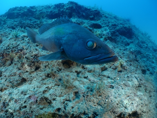 La cernia bianca - Epinephelus aeneus