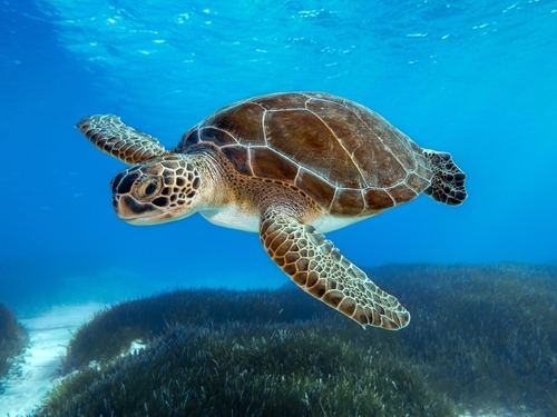 La tartaruga verde - Chelonia mydas 