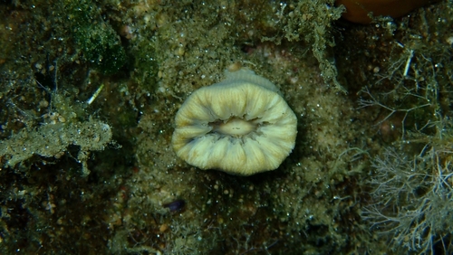 Balanophyllia europaea