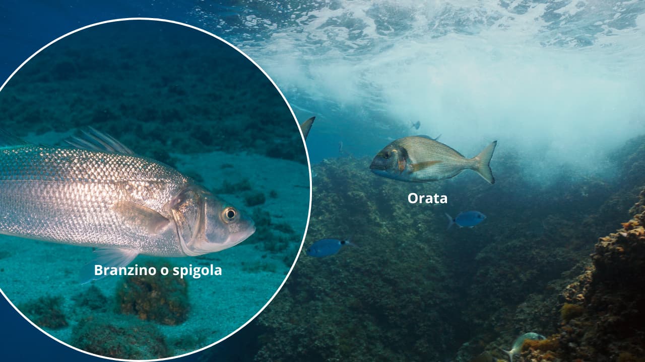 Branzino o orata