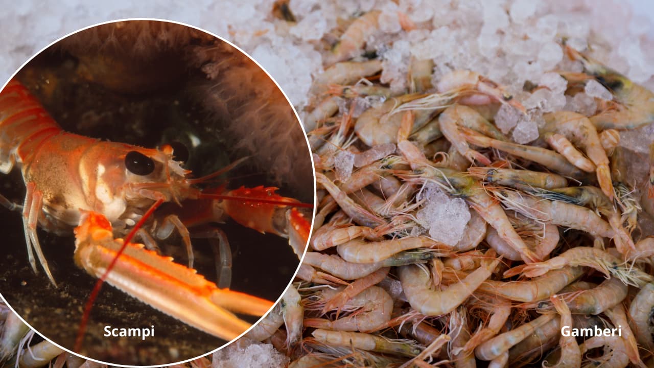 Differenza Tra Scampi e Gamberi