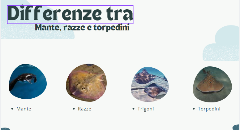 Differenza tra razze, mante e torpedini 2