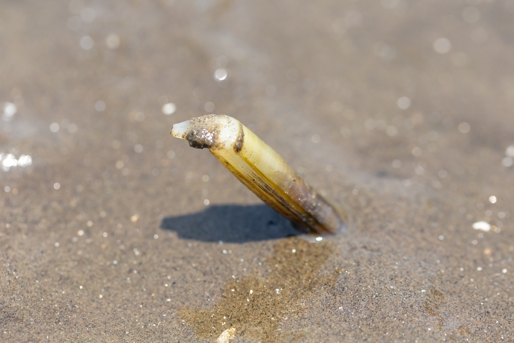 La Pesca del cannolicchio 2