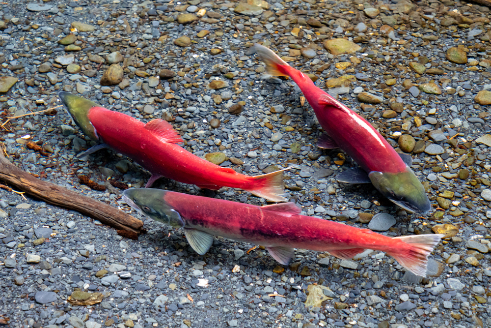 La riproduzione del salmone