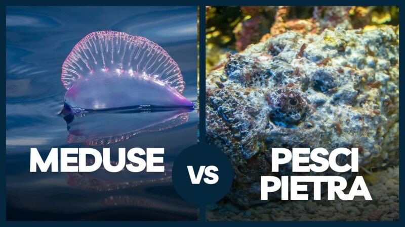 Meduse pesci pietra