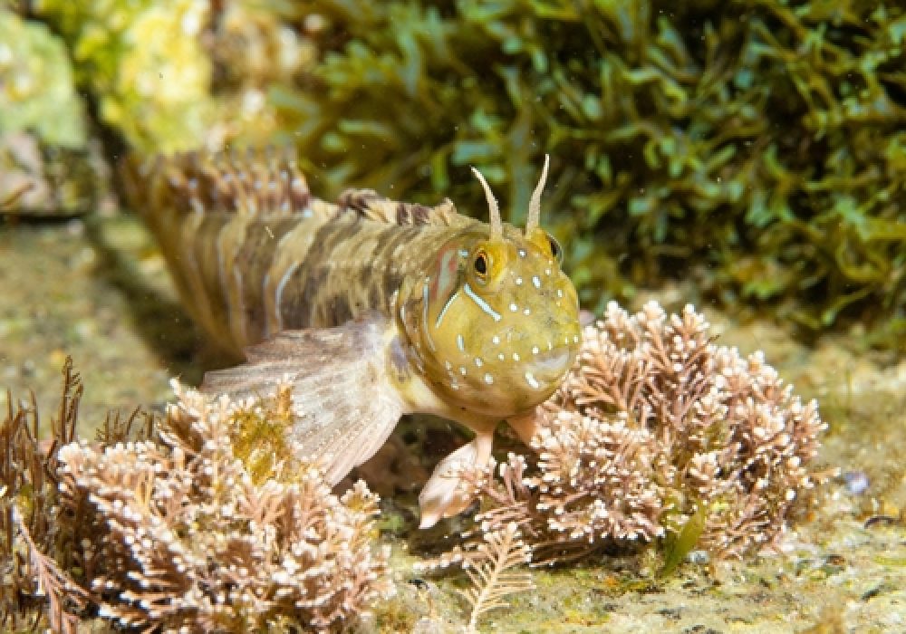 Aidablennius,Sphynx,-,Mediterranean,Fish,Blenny