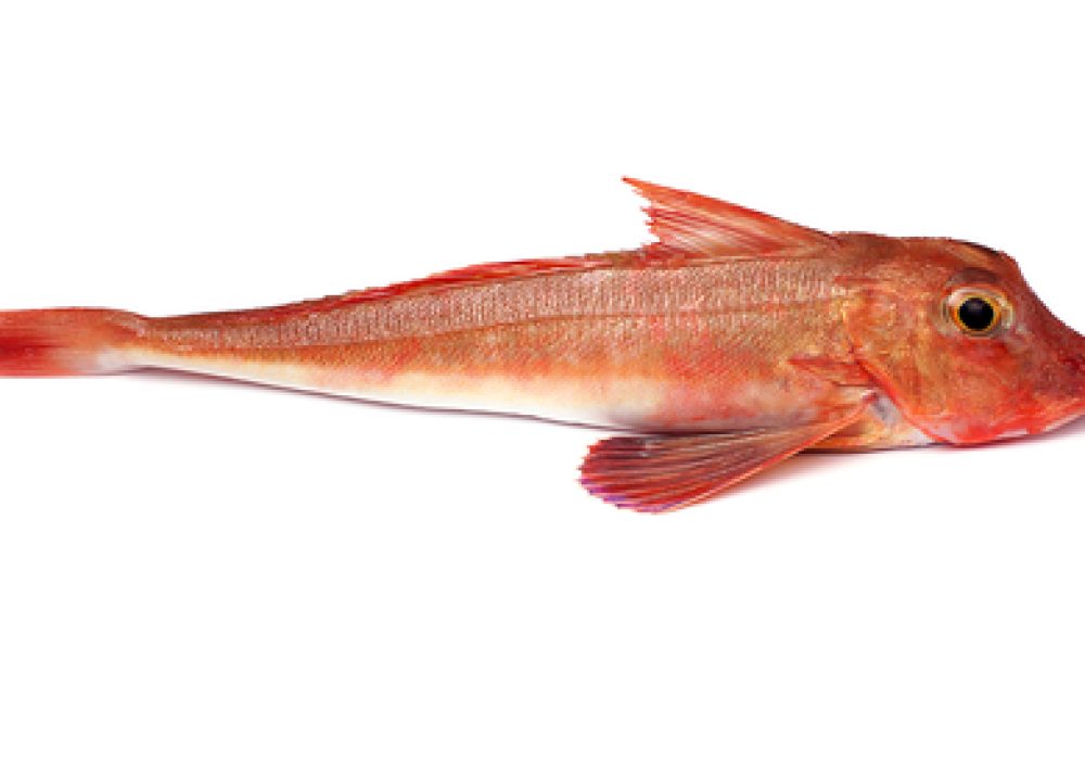 Red,Gurnard,Fish,(chelidonichthys,Cuculus),On,White,Background