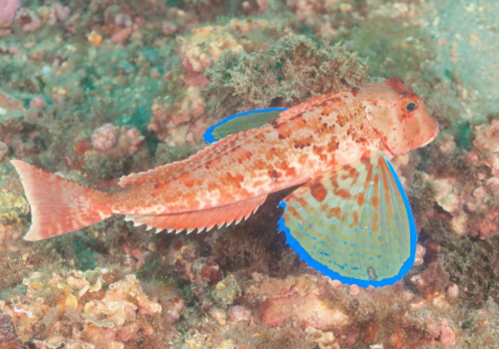 Tub,Gurnard,(chelidonichthys,Lucernus),Granada,,Spain