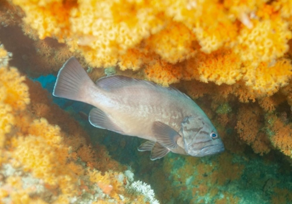 Dogtooth,Grouper,(epinephelus,Caninus),Granada,,Spain