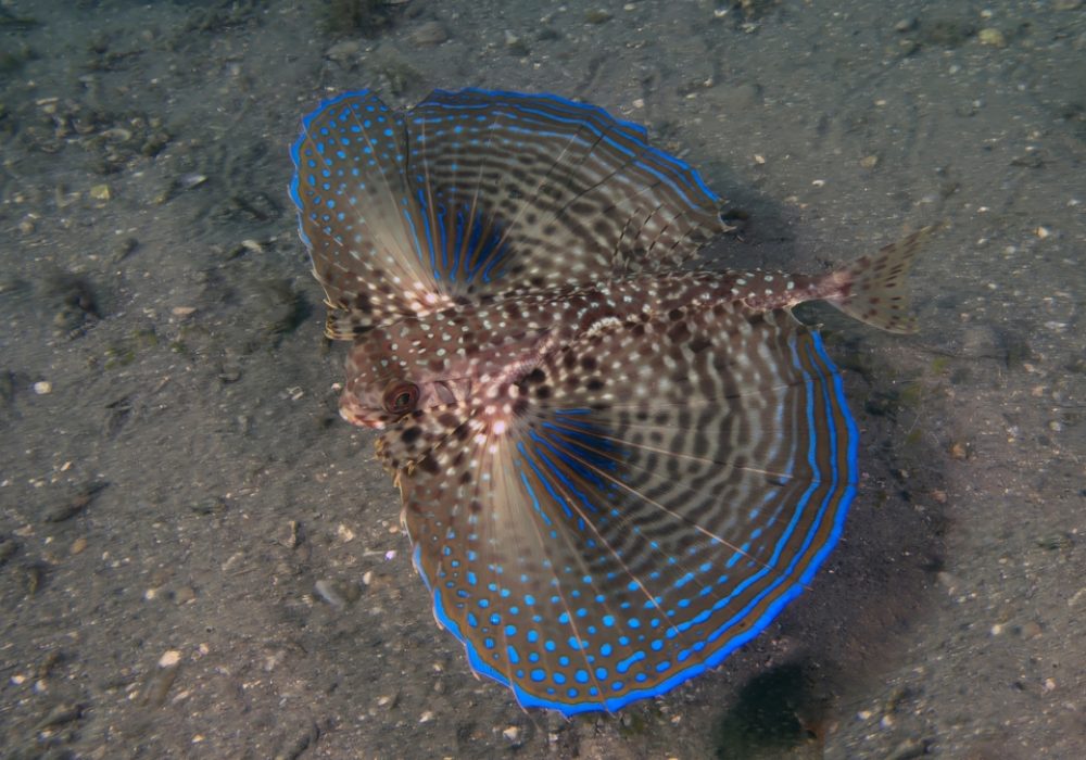 A,Flying,Gunard,(dactylopterus,Volitans),In,Florida,,Usa