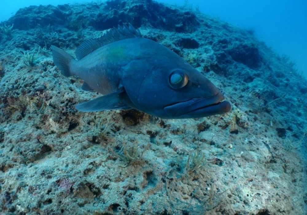 La cernia bianca - Epinephelus aeneus