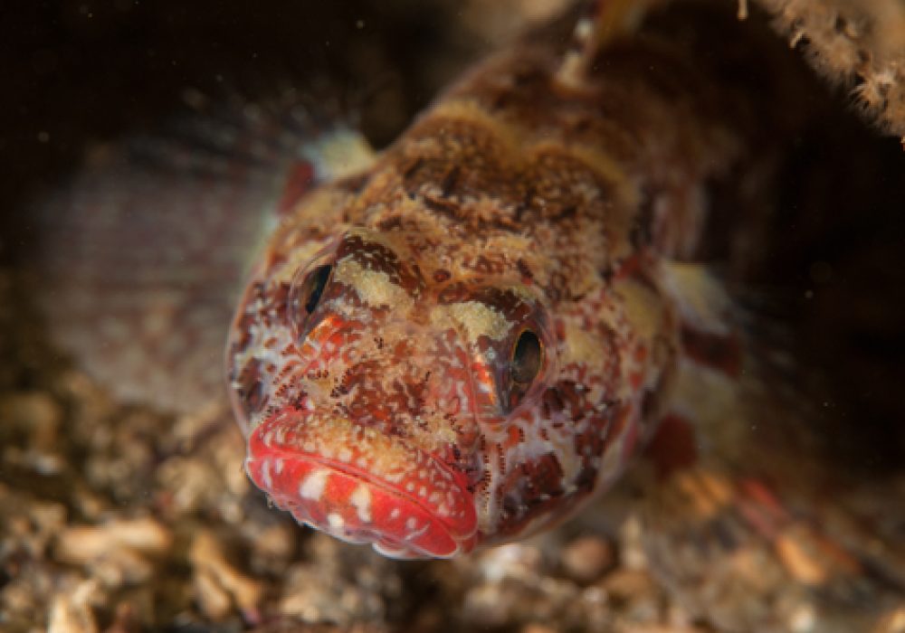 Red-mouthed,Goby,(gobius,Cruentatus)in,Costa,Brava,,Catalonia,,Spain