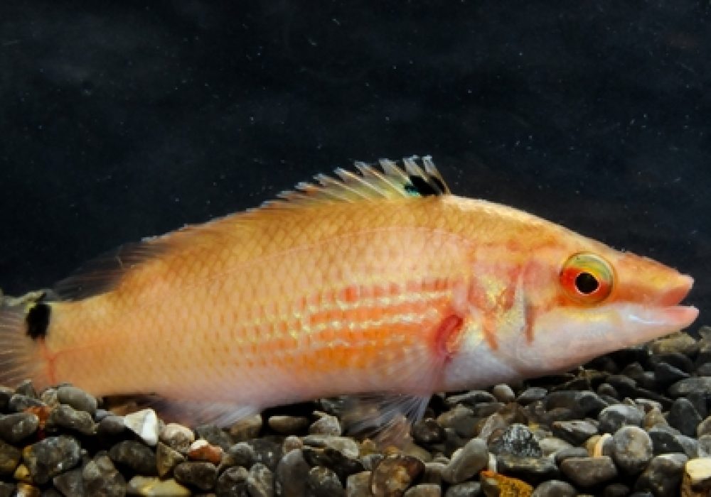 Goldsinny,Wrasse,(ctenolabrus,Rupestris),,Male,Fish,From,An,Underwater,Cave,