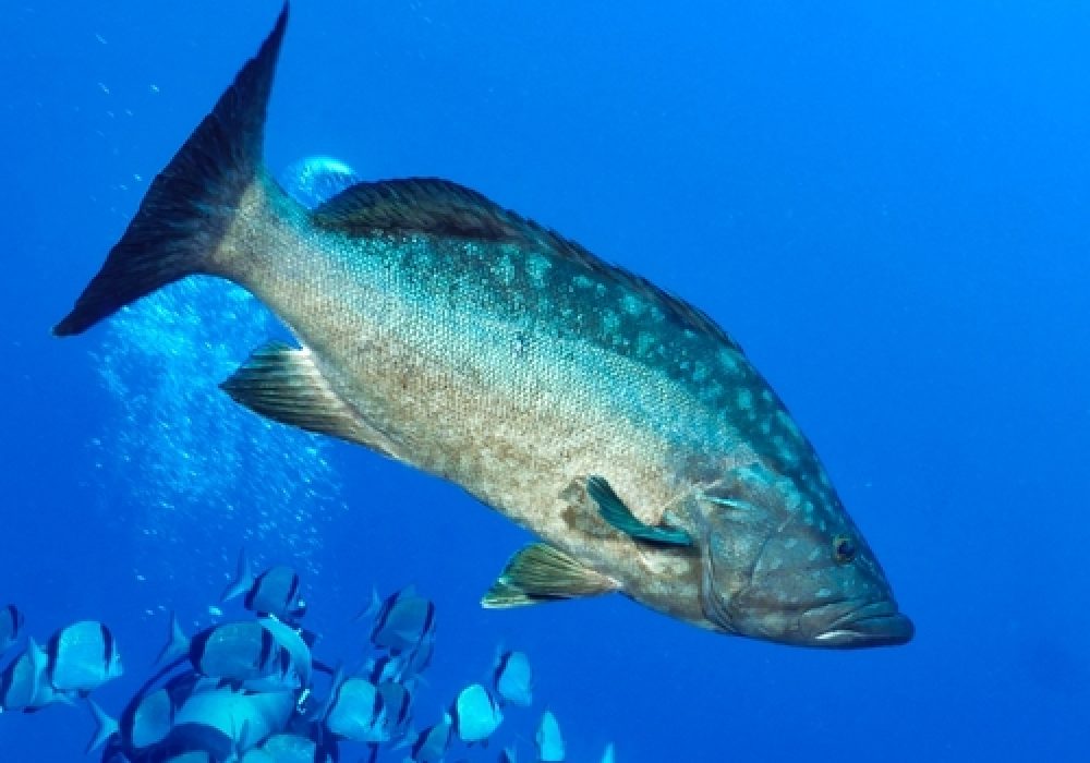 Mottled,Grouper,-,Mycteroperca,Rubra