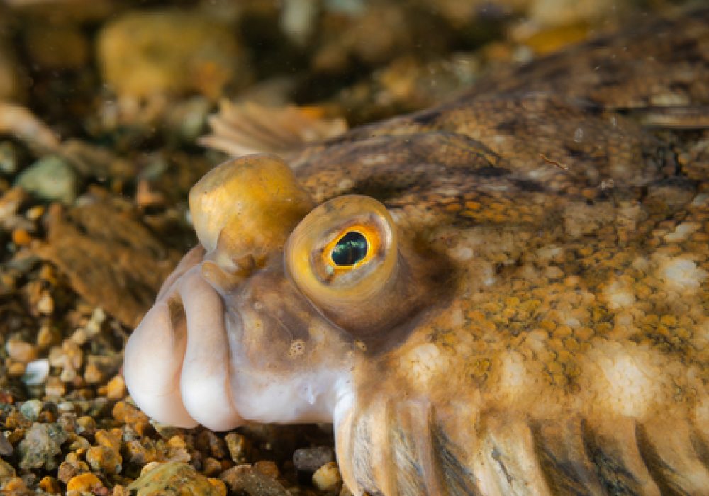 Flounder(pleuronectes,Platessa),Lie,On,Bottom