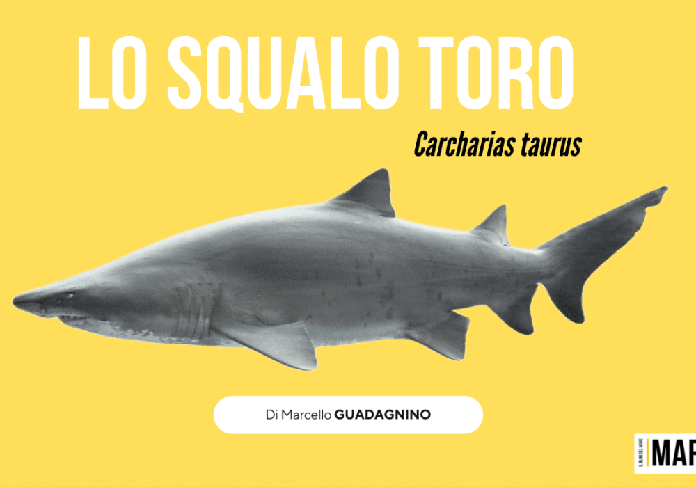 Lo squalo toro