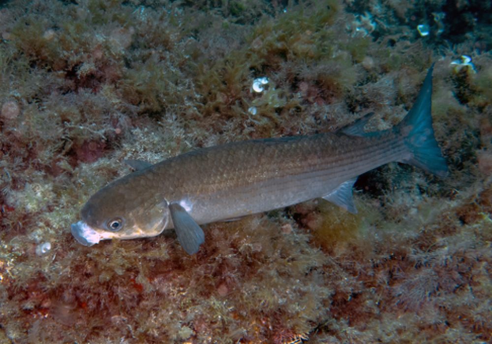 A,Flathead,Grey,Mullet,(mugil,Cephalus),In,The,Mediterranean,Sea