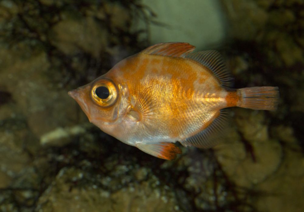 Boarfish,(capros,Aper).