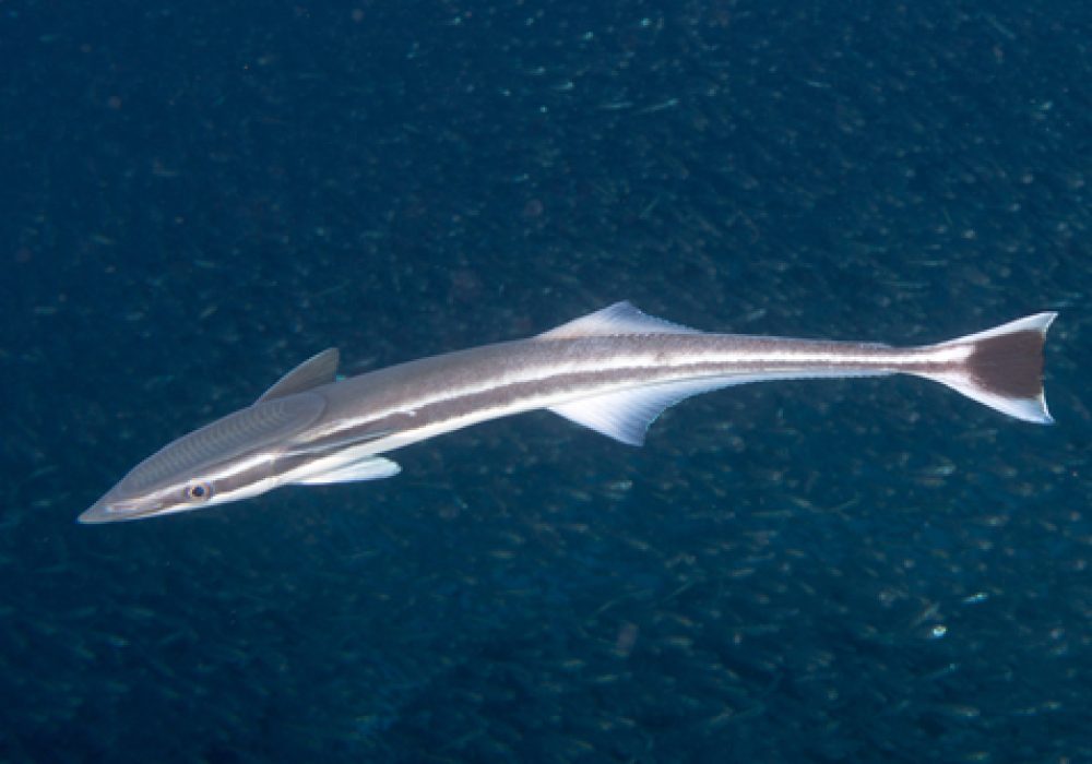 Isolated,Remora,Suckerfish,On,Black,Background