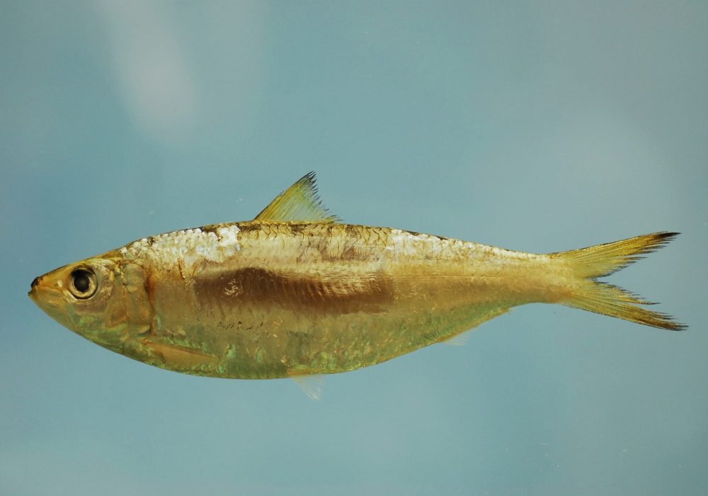 Sardinella aurita