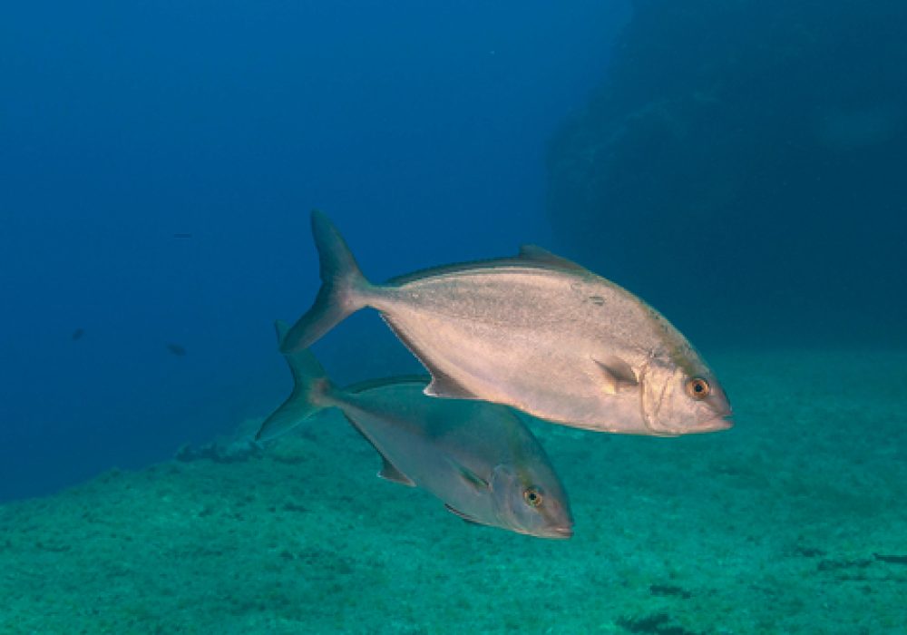 Lesser,Amberjack,(seriola,Fasciata),Azores,Islands,,Portugal