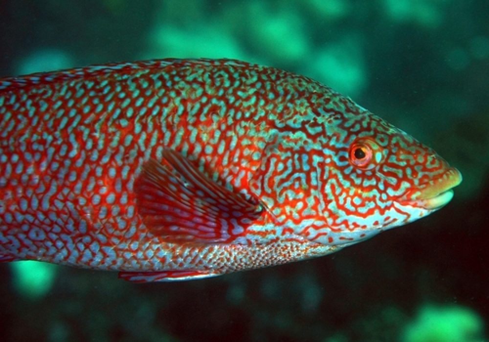 Close,Up,Portrait,Of,Ballan,Wrasse