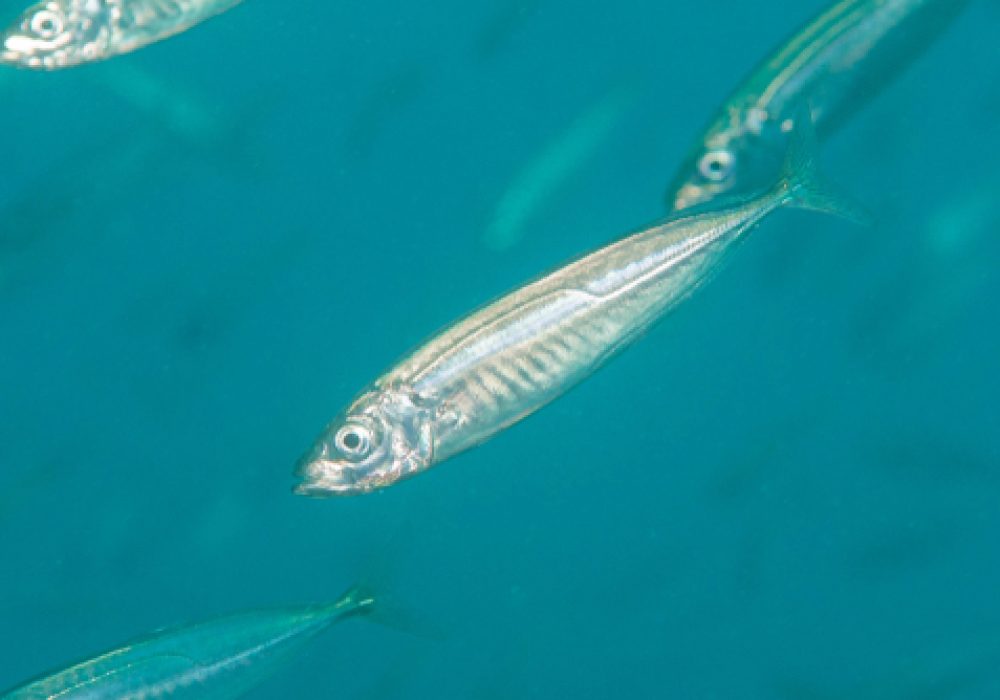 Mediterranean,Horse,Mackerel,(trachurus,Mediterraneus),Granada,,Spain