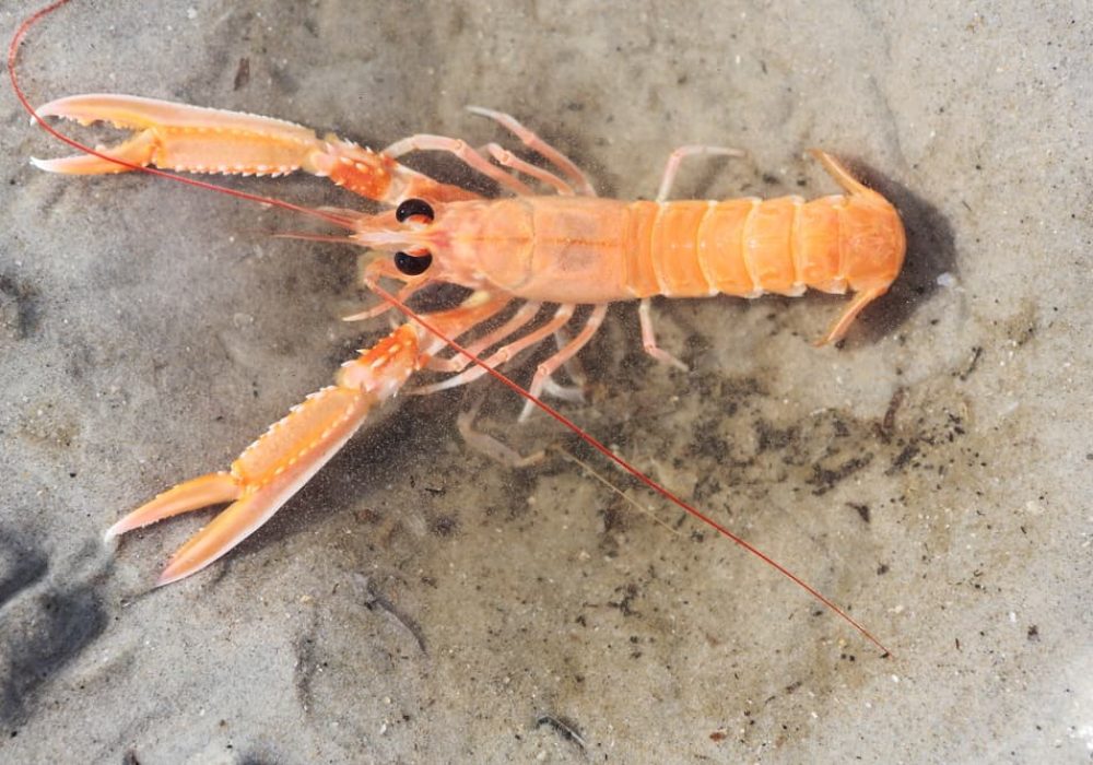 gli scampi nephrops norvegicus (1)