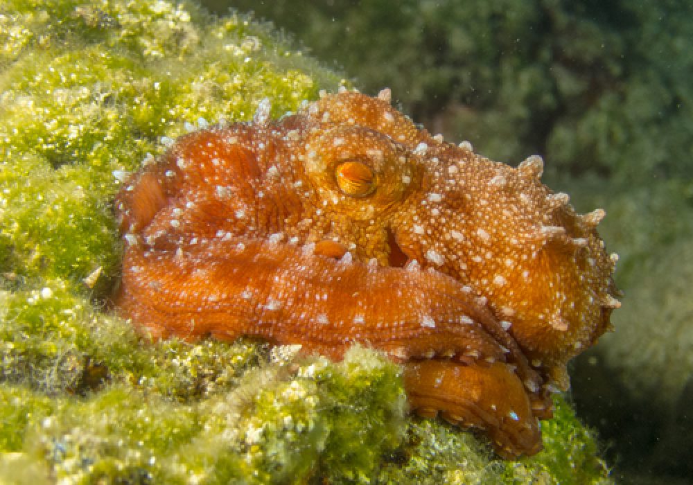 Curled,Octopus,(eledone,Cirrhosa),,Zakynthos,Island,,Greece