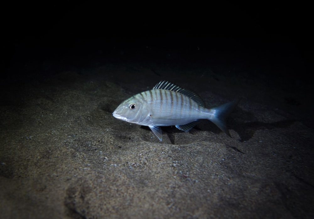 striped,seabream,(lithognathus,mormyrus),taken,during,a,night,dive,at