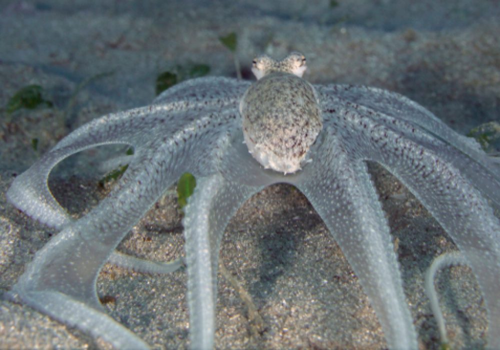 Lilliput,Longarm,Octopus,(macrotritopus,Defilippi).,Picture,Was,Taken,In,The